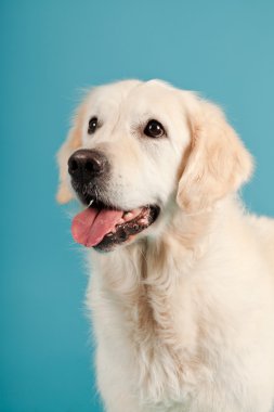 golden retriever açık mavi renkli izole. Stüdyo vurdu.