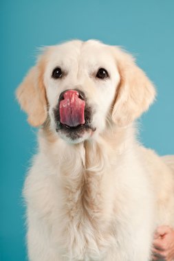 golden retriever açık mavi renkli izole. Stüdyo vurdu.