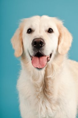 golden retriever açık mavi renkli izole. Stüdyo vurdu.