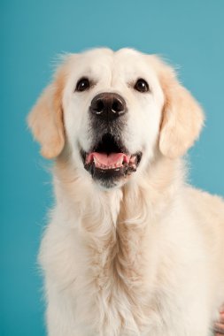 golden retriever açık mavi renkli izole. Stüdyo vurdu.