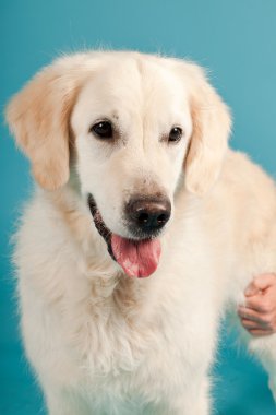 golden retriever açık mavi renkli izole. Stüdyo vurdu.