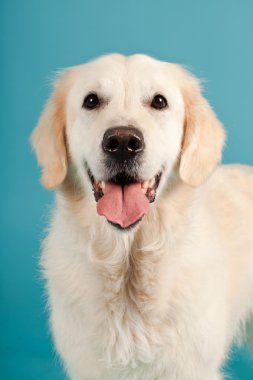 golden retriever açık mavi renkli izole. Stüdyo vurdu.