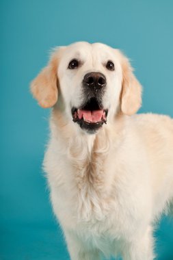 golden retriever açık mavi renkli izole. Stüdyo vurdu.