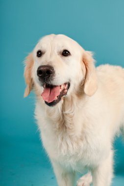 golden retriever açık mavi renkli izole. Stüdyo vurdu.