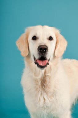 golden retriever açık mavi renkli izole. Stüdyo vurdu.