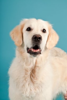 golden retriever açık mavi renkli izole. Stüdyo vurdu.