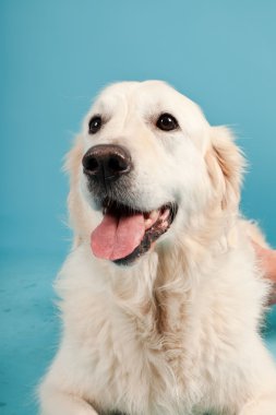 golden retriever açık mavi renkli izole. Stüdyo vurdu.