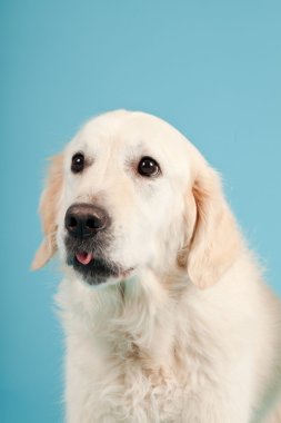 golden retriever açık mavi renkli izole. Stüdyo vurdu.