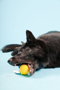 Açık mavi renkli izole sarı oyuncak top ile siyah Alman shepard köpek. Stüdyo vurdu.