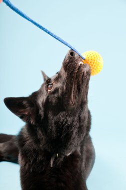 Açık mavi renkli izole sarı oyuncak top ile siyah Alman shepard köpek. Stüdyo vurdu.