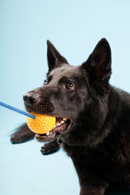 Açık mavi renkli izole sarı oyuncak top ile siyah Alman shepard köpek. Stüdyo vurdu.