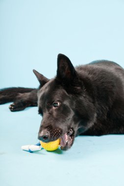 Açık mavi renkli izole sarı oyuncak top ile siyah Alman shepard köpek. Stüdyo vurdu.