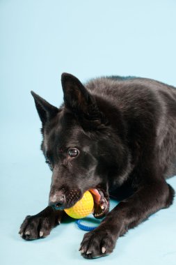 Açık mavi renkli izole sarı oyuncak top ile siyah Alman shepard köpek. Stüdyo vurdu.