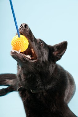 Açık mavi renkli izole sarı oyuncak top ile siyah Alman shepard köpek. Stüdyo vurdu.