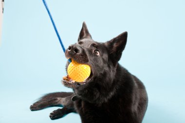 Açık mavi renkli izole sarı oyuncak top ile siyah Alman shepard köpek. Stüdyo vurdu.