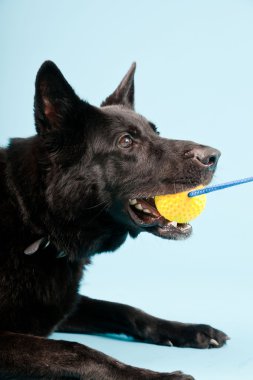 Açık mavi renkli izole sarı oyuncak top ile siyah Alman shepard köpek. Stüdyo vurdu.