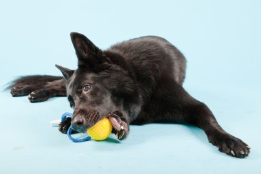 Açık mavi renkli izole sarı oyuncak top ile siyah Alman shepard köpek. Stüdyo vurdu.