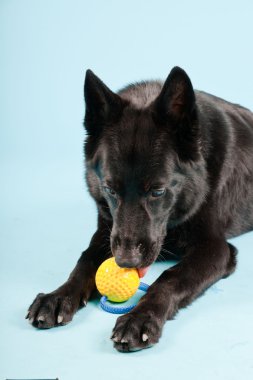 Açık mavi renkli izole sarı oyuncak top ile siyah Alman shepard köpek. Stüdyo vurdu.