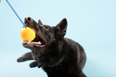 Açık mavi renkli izole sarı oyuncak top ile siyah Alman shepard köpek. Stüdyo vurdu.