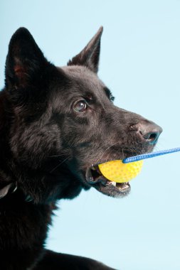 Açık mavi renkli izole sarı oyuncak top ile siyah Alman shepard köpek. Stüdyo vurdu.