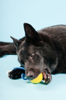 Açık mavi renkli izole sarı oyuncak top ile siyah Alman shepard köpek. Stüdyo vurdu.