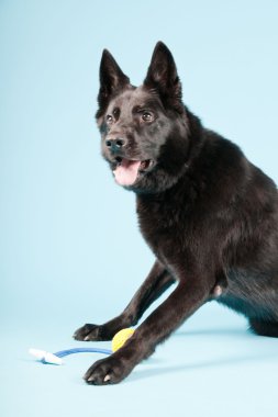 siyah Alman Shepard köpek açık mavi renkli izole. Stüdyo vurdu.