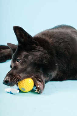 Açık mavi renkli izole sarı oyuncak top ile siyah Alman shepard köpek. Stüdyo vurdu.