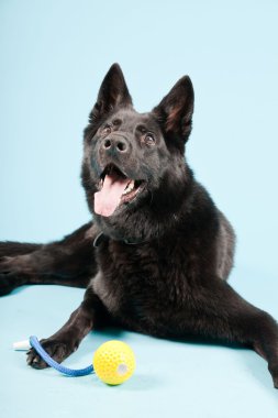 Açık mavi renkli izole sarı oyuncak top ile siyah Alman shepard köpek. Stüdyo vurdu.