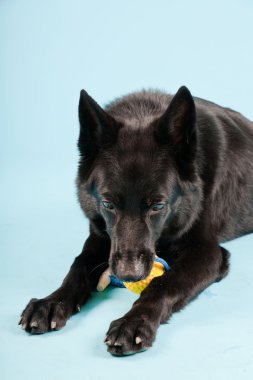 Açık mavi renkli izole sarı oyuncak top ile siyah Alman shepard köpek. Stüdyo vurdu.