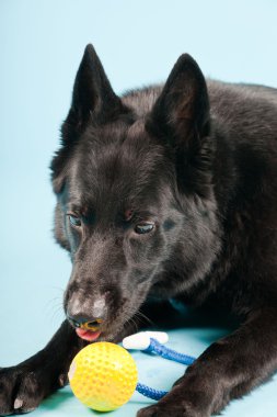 Açık mavi renkli izole sarı oyuncak top ile siyah Alman shepard köpek. Stüdyo vurdu.