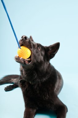 Açık mavi renkli izole sarı oyuncak top ile siyah Alman shepard köpek. Stüdyo vurdu.