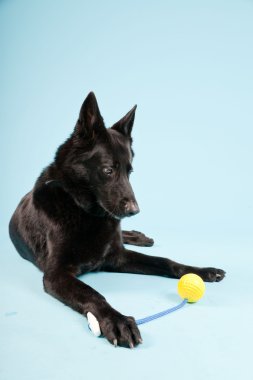 Açık mavi renkli izole sarı oyuncak top ile siyah Alman shepard köpek. Stüdyo vurdu.