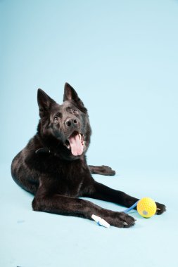 Açık mavi renkli izole sarı oyuncak top ile siyah Alman shepard köpek. Stüdyo vurdu.