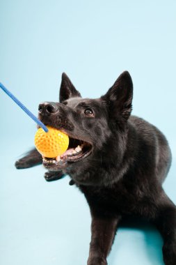 Açık mavi renkli izole sarı oyuncak top ile siyah Alman shepard köpek. Stüdyo vurdu.