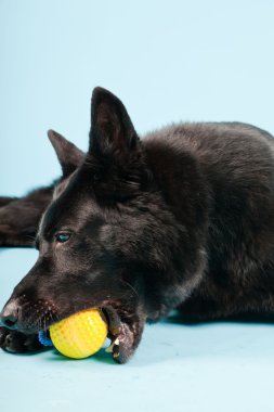 Açık mavi renkli izole sarı oyuncak top ile siyah Alman shepard köpek. Stüdyo vurdu.