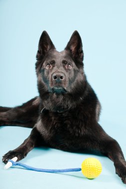 Açık mavi renkli izole sarı oyuncak top ile siyah Alman shepard köpek. Stüdyo vurdu.