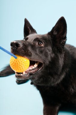 Açık mavi renkli izole sarı oyuncak top ile siyah Alman shepard köpek. Stüdyo vurdu.