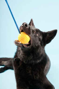 Açık mavi renkli izole sarı oyuncak top ile siyah Alman shepard köpek. Stüdyo vurdu.