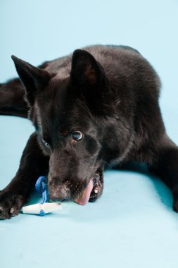 Açık mavi renkli izole sarı oyuncak top ile siyah Alman shepard köpek. Stüdyo vurdu.