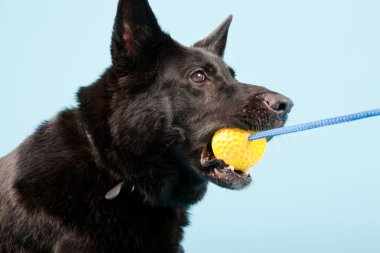 Açık mavi renkli izole sarı oyuncak top ile siyah Alman shepard köpek. Stüdyo vurdu.