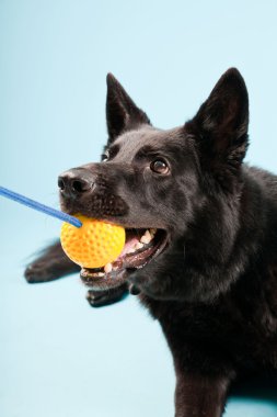 Açık mavi renkli izole sarı oyuncak top ile siyah Alman shepard köpek. Stüdyo vurdu.