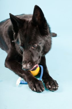 Açık mavi renkli izole sarı oyuncak top ile siyah Alman shepard köpek. Stüdyo vurdu.