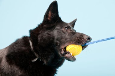 Açık mavi renkli izole sarı oyuncak top ile siyah Alman shepard köpek. Stüdyo vurdu.