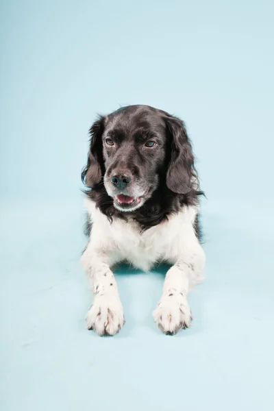 Retrato de estudio de Stabyhoun o Frisian Pointing Dog aislado sobre fondo azul claro — Foto de Stock