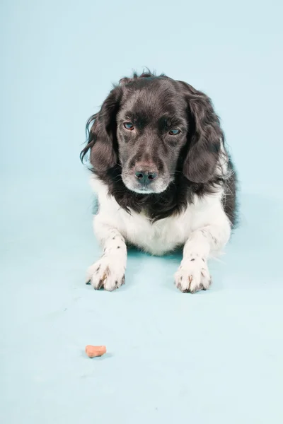 Stock image Studio portrait of Stabyhoun or Frisian Pointing Dog isolated on light blue background