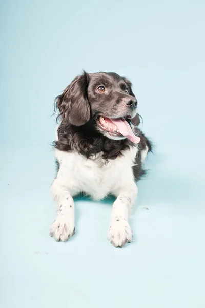 Изолированный стабихун или фризский указательный пес — стоковое фото