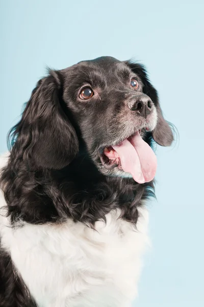 Retrato de estudio de Stabyhoun o Frisian Pointing Dog aislado sobre fondo azul claro — Foto de Stock