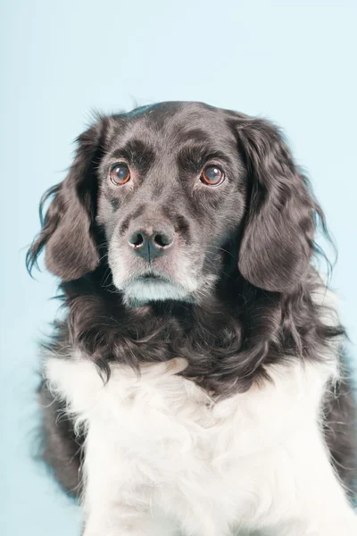 Στούντιο πορτρέτο του stabyhoun ή ΜΑΡΙΧΟΥΑΝΑ κατάδειξης σκυλί που απομονώνονται σε γαλάζιο φόντο — Φωτογραφία Αρχείου