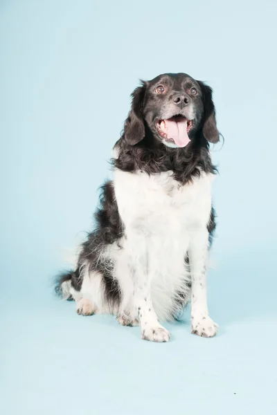 Potret studio Stabyhoun atau Anjing Penunjuk Frisia diisolasi pada latar belakang biru muda — Stok Foto