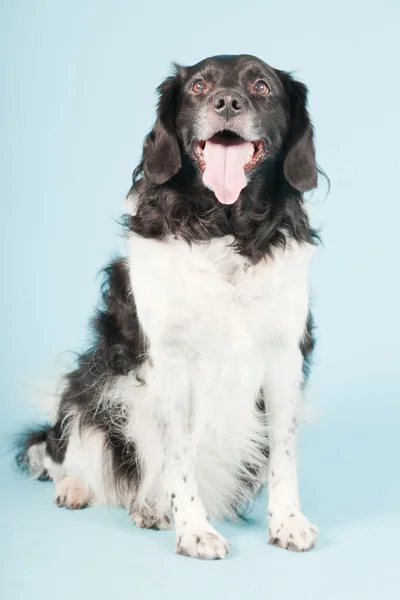 Studiový portrét stabyhoun nebo Frysk polohovací pes izolovaných na světle modrém pozadí — Stock fotografie